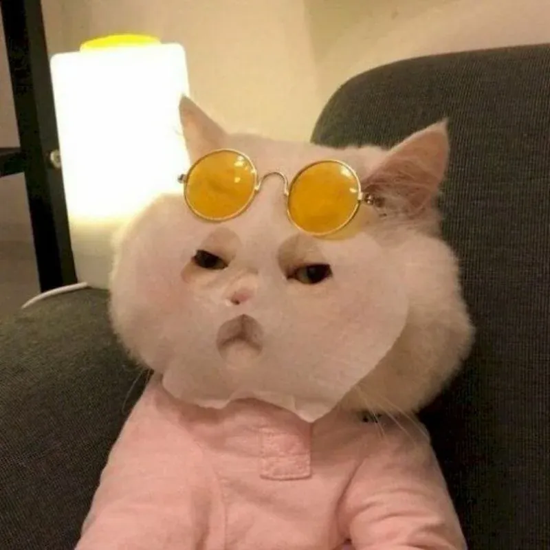 100+ ảnh meme cute đáng yêu, hài hước và sinh động · ảnh 1