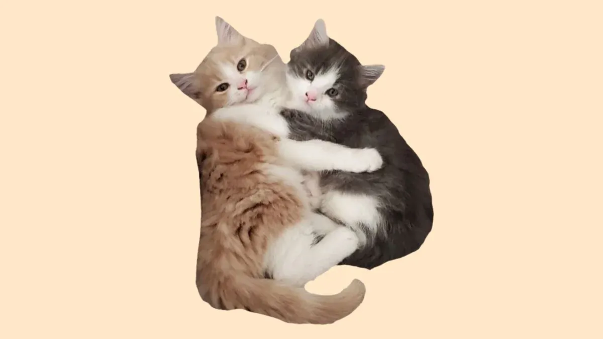 100+ ảnh mèo cute siêu đáng yêu · ảnh 2