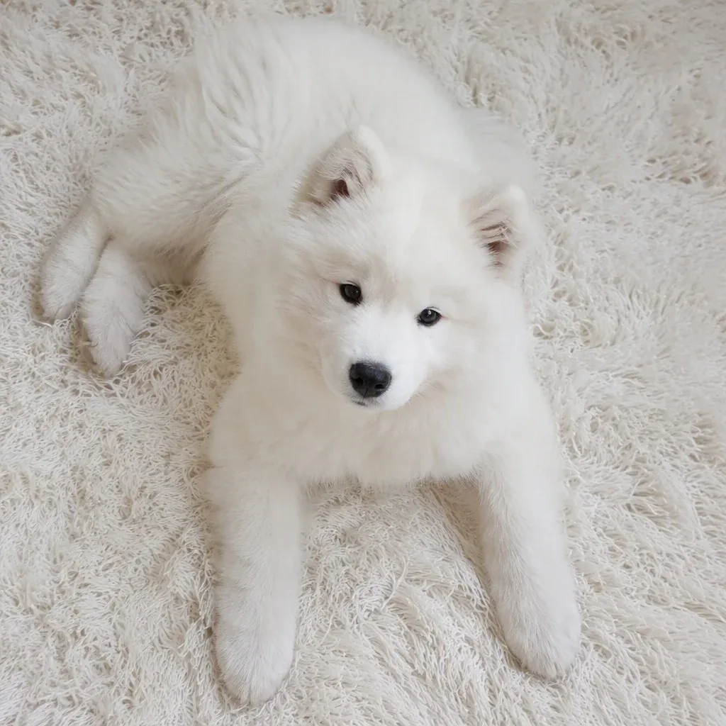 1000+ hình ảnh cute: Tuyệt vời nhất · ảnh 2