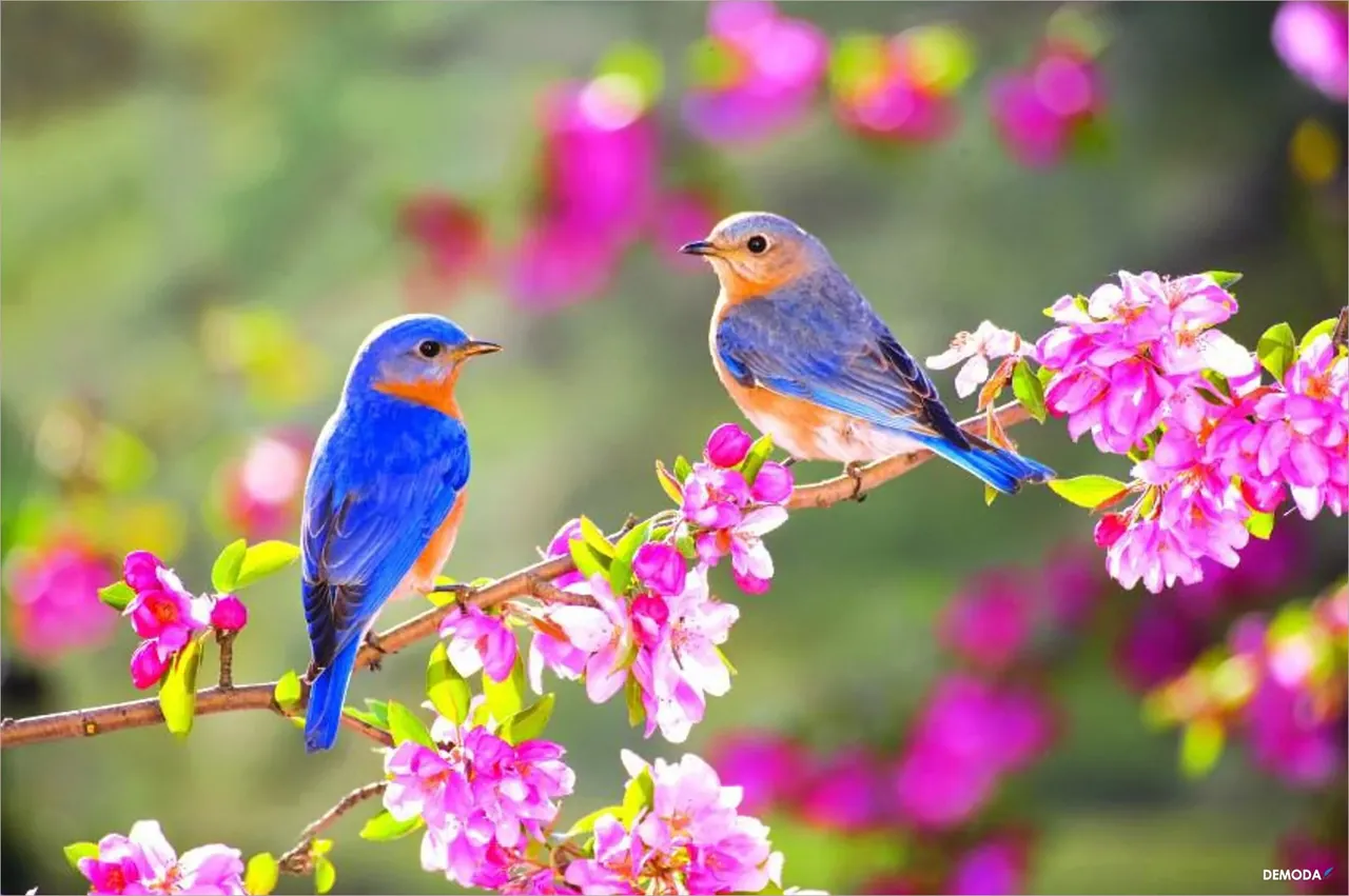 Hình Ảnh Mùa Xuân Đẹp Như Mơ, Tuyển Tập Ấn Tượng Cho Màn Hình Của Bạn